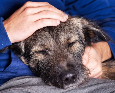 Köpek adamın kollarında yakın çekim uyku