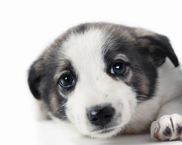 Anjing Yang Menggemaskan Latar Belakang Putih — Stok Foto