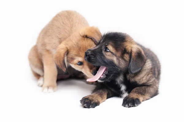 Puppy Witte Achtergrond — Stockfoto