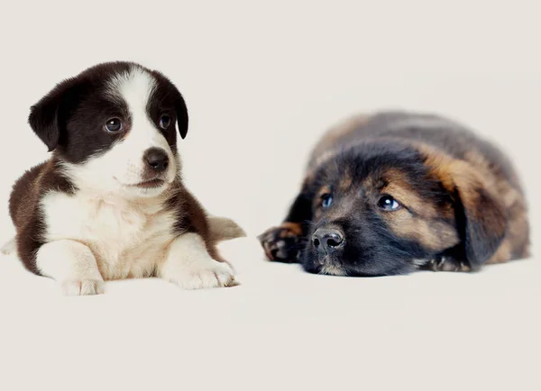 Dois Cachorrinho Adorável Cão — Fotografia de Stock