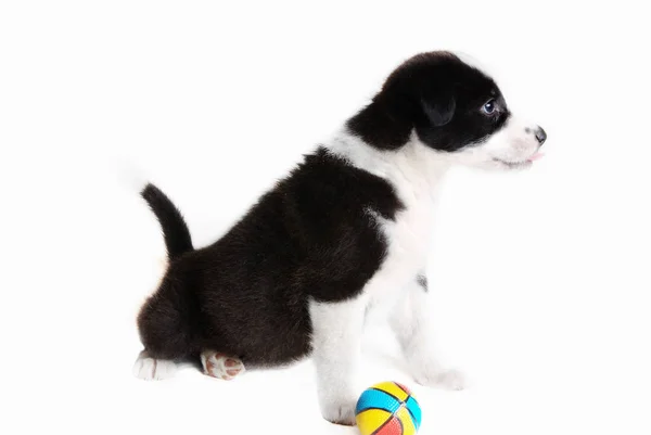 Adorable Puppy Dog White Background — Stock Photo, Image