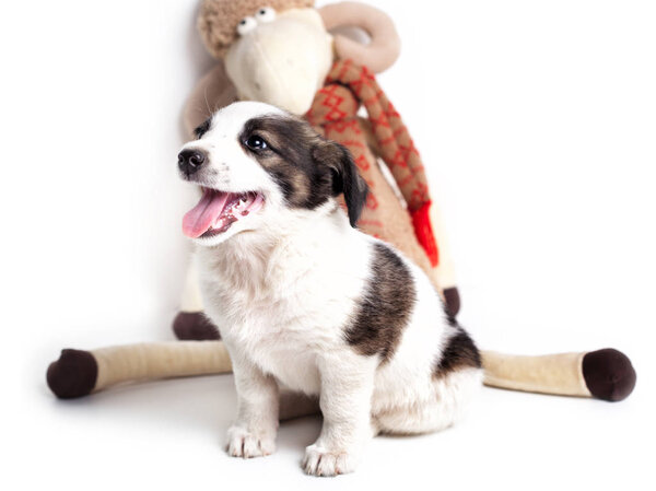 очаровательный щенок с игрушкой
