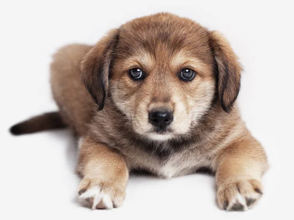 Entzückender Welpe Hund Isoliert — Stockfoto