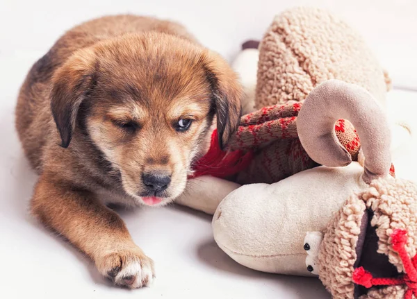 おもちゃで愛らしい子犬の犬 — ストック写真