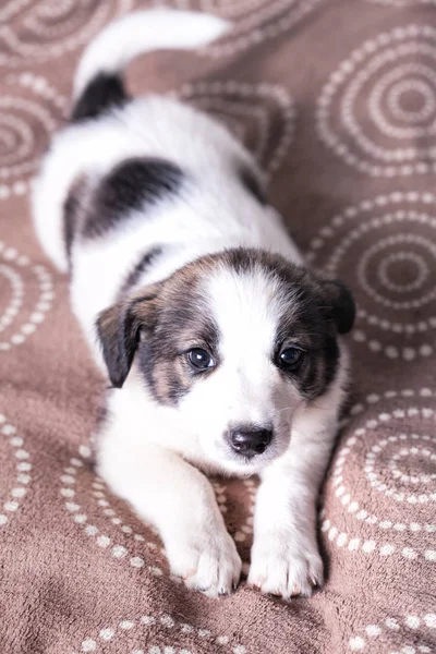 Puppy Liggend Bed — Stockfoto