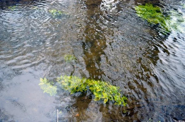 Zöld növények a folyóban — Stock Fotó