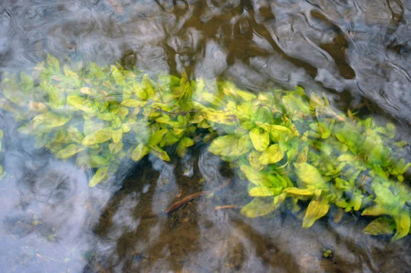 Plantas verdes en el agua — Foto de Stock