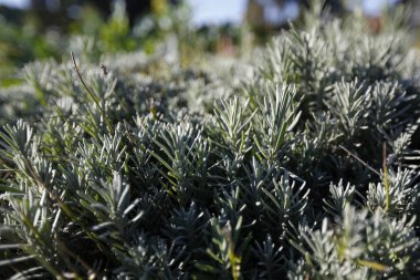 Biberiye - bir yaprak dökmeyen aromatik çalı nane ailesinin, yerli Güney Avrupa için. Dar yaprakları Parfümeri içinde bir mutfak ot ve anma bir amblem olarak kullanılır.