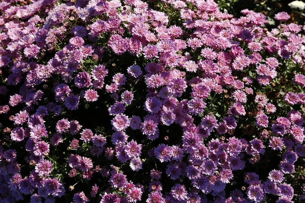 Aster veya Michaelmas'la daisy - çiçekleri sarı bir disk ve beyaz ışınları ile bir küçük otlak bitki. Bu birçok süs Bahçe çeşitleri için rise verdi.