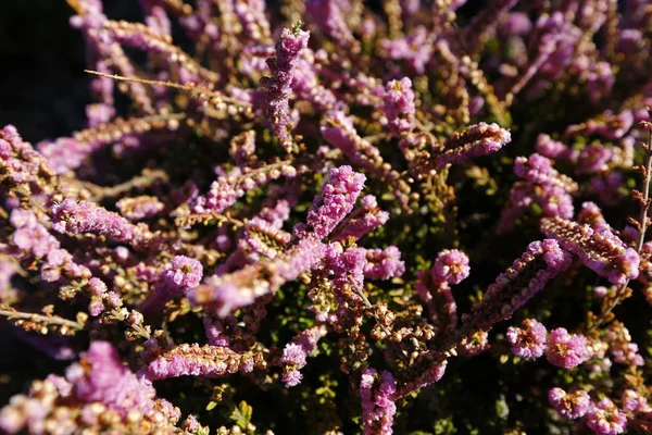 Heather - büyür Mor çiçekli Avrasya heath 