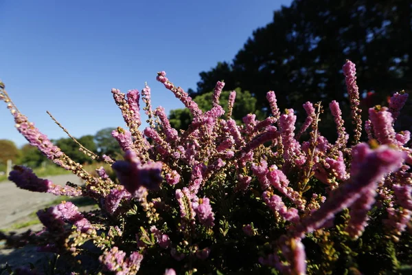 Heather - büyür Mor çiçekli Avrasya heath 