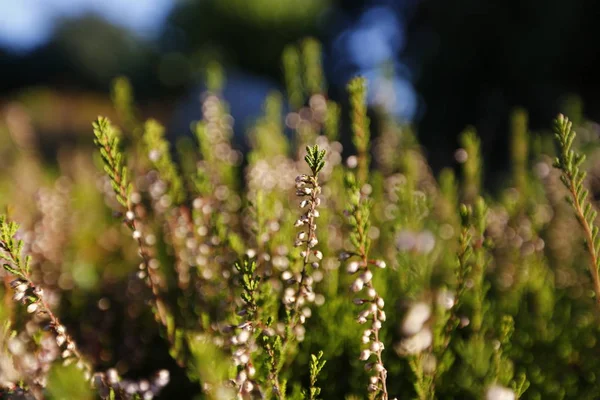 Heather - büyür Mor çiçekli Avrasya heath 