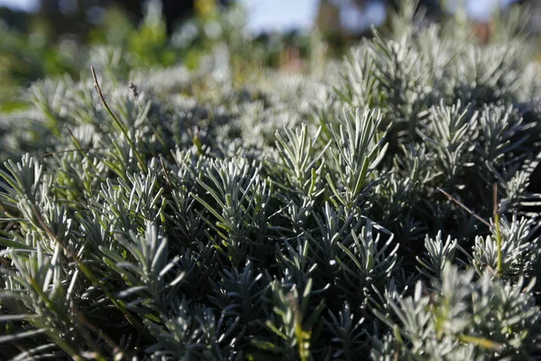 Biberiye - bir yaprak dökmeyen aromatik çalı nane ailesinin, yerli Güney Avrupa için. Dar yaprakları Parfümeri içinde bir mutfak ot ve anma bir amblem olarak kullanılır.