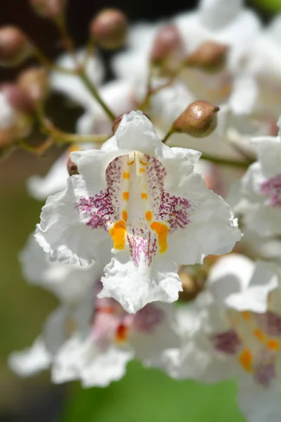 Flor Catalpa Sul Fechar Nome Latino Catalpa Bignonioides — Fotografia de Stock