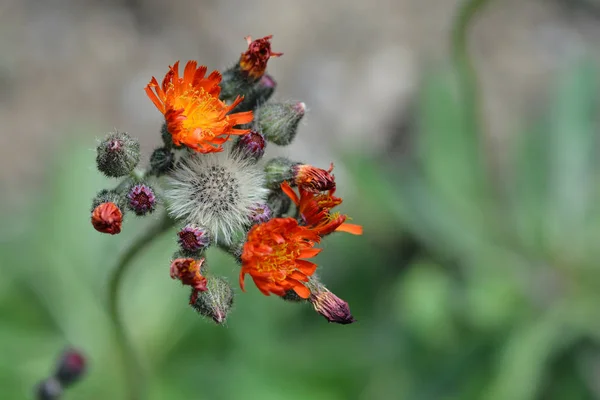 Orange Hawkweed Flowers Close Latin Name Hieracium Aurantiacum — Stock Photo, Image