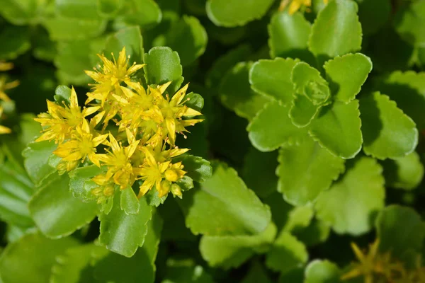 Жовті Квіти Stonecrop Латинська Назва Sedum Selskianum — стокове фото