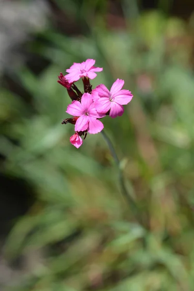 Chorvatské Růžové Květy Latinský Název Dianthus Giganteus Subsp Croaticus — Stock fotografie