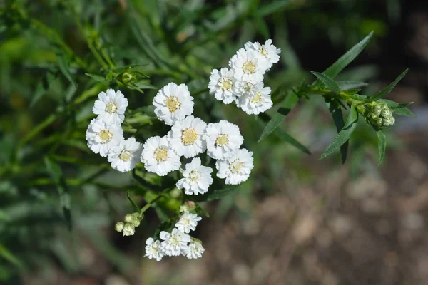 Close White Tansy Flowers Latin Name Achillea Ptarmica — Stock Photo, Image