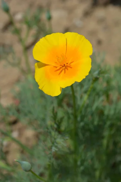 Gros Plan Une Fleur Pavot Doré Nom Latin Eschscholzia Californica — Photo