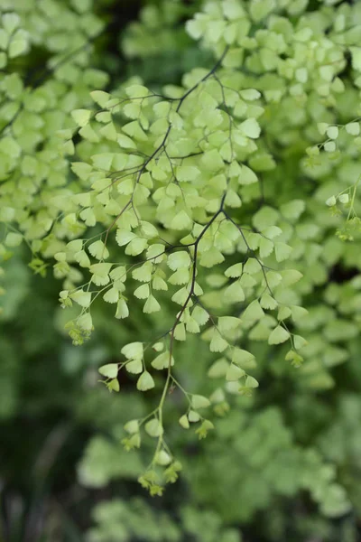 Delta Jungfernhaar Farnblätter Lateinischer Name Adiantum Raddianum — Stockfoto