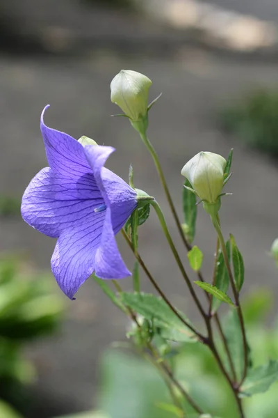 風船の花 ラテン語名 キキョウ ハシラ Semiplenum — ストック写真