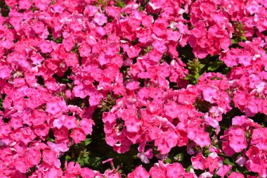Bahçe phlox Pembe çiçek - Latince Adı - kadar yakın Phlox paniculata Wurttembergia
