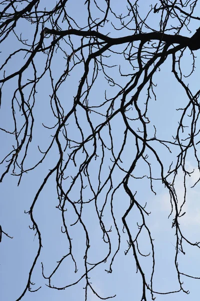Branches Arbres Noirs Contre Ciel Bleu — Photo