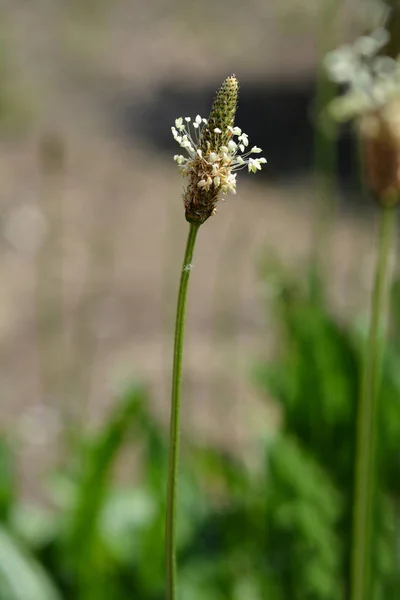 Ribwort Plantain Çiçeği Latince Adı Bitkisel Lanceolata — Stok fotoğraf