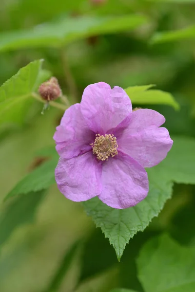 Floração Flor Rosa Framboesa Close Nome Latino Rubus Odoratus — Fotografia de Stock