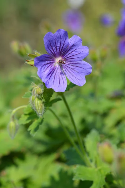 Cranesbill Rosemoor Latince Adı Sardunya Purple Magnificum Rosemoor — Stok fotoğraf