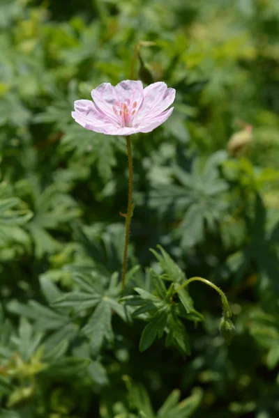 Pasiasty Krwawe Cranesbill Kwiat Łacińska Nazwa Bodziszek Czerwony Var Prążkowie — Zdjęcie stockowe