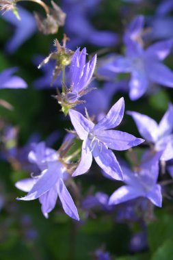 Bellflower - Latince Adı - Campanula poscharskyana firar