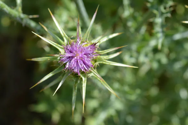 Rosa Flor Cardo Lechoso Nombre Latino Silybum Marianum —  Fotos de Stock