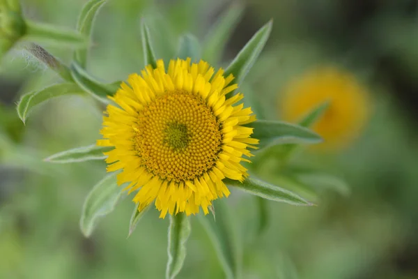 Fiore Giallo Spinoso Vicino Nome Latino Pallenis Spinosa — Foto Stock