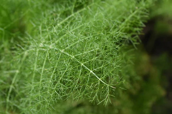 Green Fennel Leaves Latin Name Foeniculum Vulgare — Stock Photo, Image