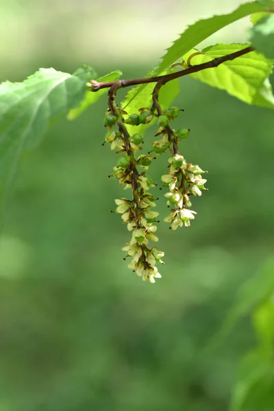 Ağaç Çiçek Latince Adı Stachyurus Praecox Spike — Stok fotoğraf