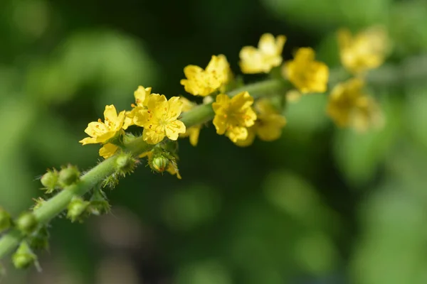 Agromonia Comum Flores Amarelas Fechar Nome Latino Agrimonia Eupatoria — Fotografia de Stock