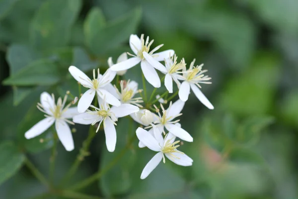 Erect Clematis Flores Brancas Nome Latino Clematis Recta — Fotografia de Stock