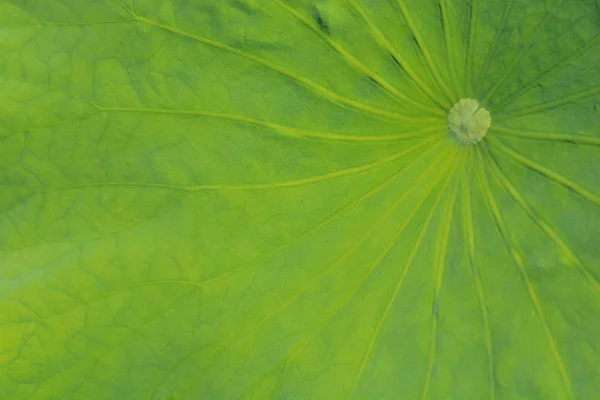 Зеленый Лист Лотоса Латинское Название Nelumbo Nucifera Фон — стоковое фото