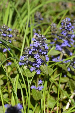 Koyu mor bugle - Latince Adı - Ajuga reptans