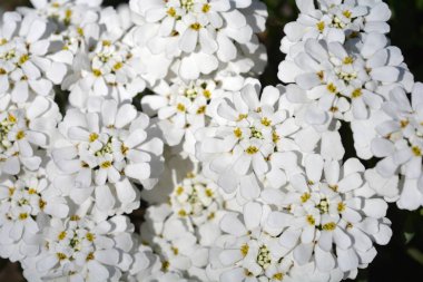 Evergreen Candytuft beyaz çiçekler - Latince Adı - Iberis yaprak kar tanesi kadar kapatın