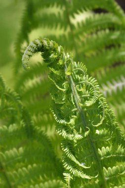 Devekuşu fern - Latince Adı - Matteuccia struthiopteris