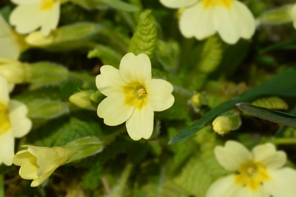 Fleurs Jaunes Onagre Nom Latin Primula Vulgaris — Photo