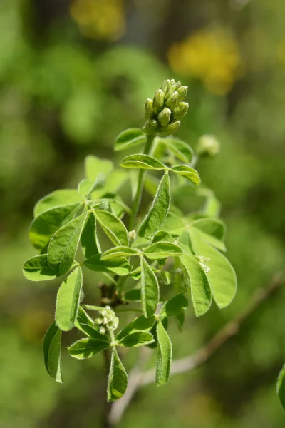 Dalmacia Laburnum Brotes Flores Hojas Nombre Latino Petteria Ramentacea —  Fotos de Stock