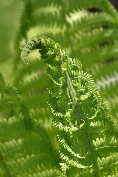 Devekuşu fern - Latince Adı - Matteuccia struthiopteris