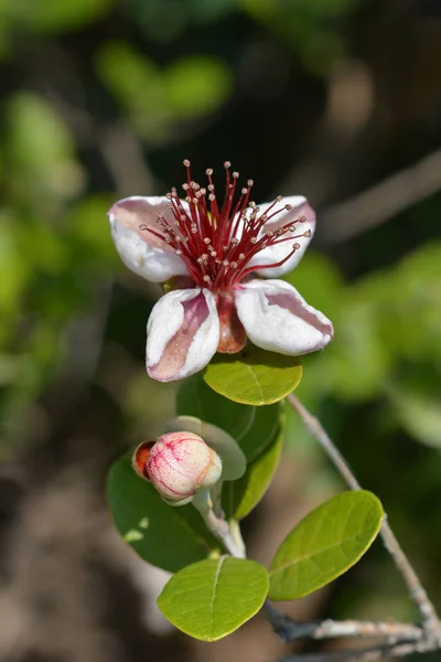 Feijoa Flores Cerca Nombre Latino Acca Sellowiana —  Fotos de Stock