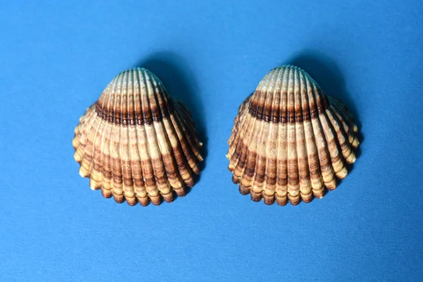 Empty common cockle shell halfs on blue paper background (Latin name - Cerastoderma edule)