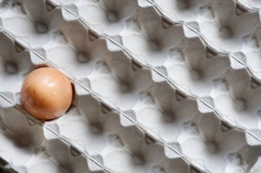 Büyük yumurta kartonu üzerinde tek bir yumurta