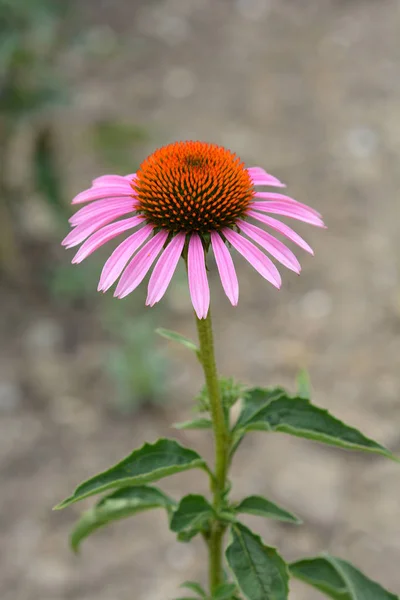 Brillante Estrella Púrpura Coneflower Nombre Latino Echinacea Purpurea Brillante Estrella — Foto de Stock