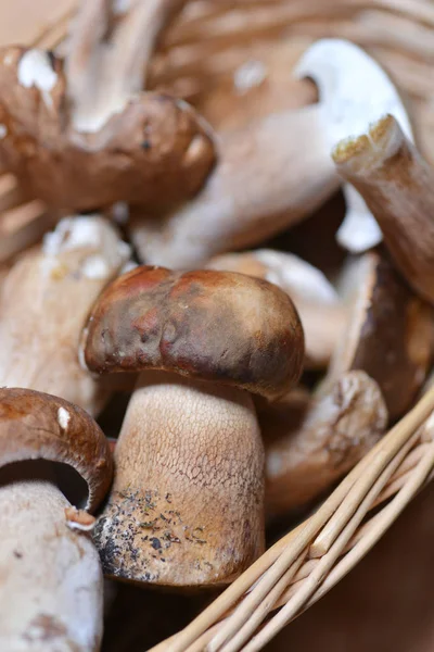 Küçük bir sepet penny buns - Latince adı Boletus Mantarı tam yakın çekim